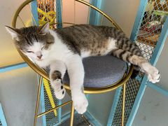 -喵屿·大理花园猫咖