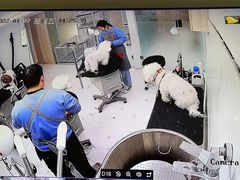 -鼎级派宠物(中南店)