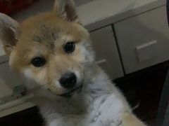 -PETKIT小佩宠物(古北店)
