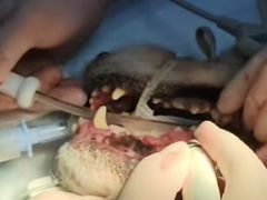 -嘉馨宠物医院·CT影像转诊·心脏科·犬猫全科诊疗中心(下沙大学城院区)