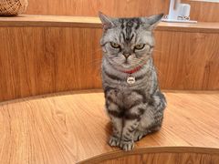 -有猫主题·治愈系猫咖(曾厝垵店)