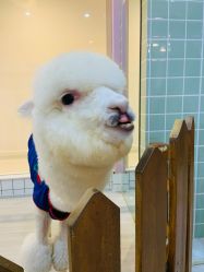 -Moni星球萌宠·小马宝莉·灵蛇·高端高阶全萌宠互动体验俱乐部(红豆国际广场店)