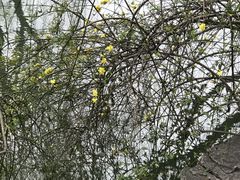 -陆家嘴中心绿地
