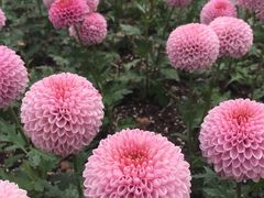 -上海鲜花港