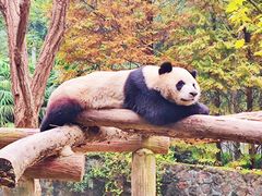 -都江堰中华大熊猫苑