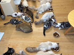-有喵·猫咖·狗咖·30几只猫10只小狗(岗厦店)