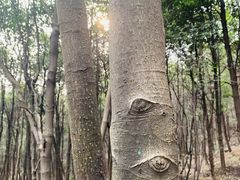 -南山植物园