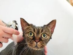 -momokira米努特·德文卷毛猫·棉花面纱犬