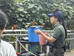 -新加坡飞禽公园