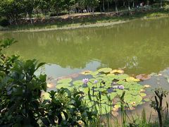 -东莞植物园