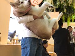 -Husky Go! 哈士奇体验馆·宠物咖啡厅狗咖