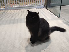 -藏猫猫咖啡主题馆(中央大道店)