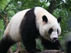 -都江堰中华大熊猫苑