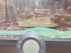 -酷以爬仙阁实体爬宠店·守宫·蜥蜴·专业繁育