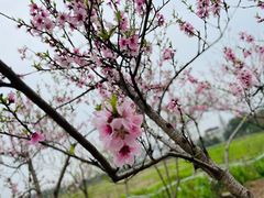 -长田漾湿地公园