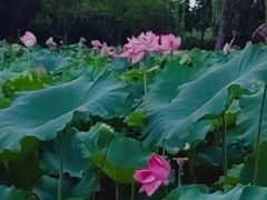 -黄兴公园