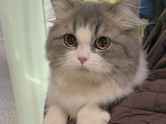 -momokira米努特·德文卷毛猫·棉花面纱犬