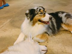 -TrueLove @ Neverland (Husky Cafe)