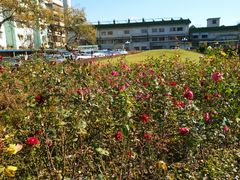 -中国中医科学院西苑医院(本部)