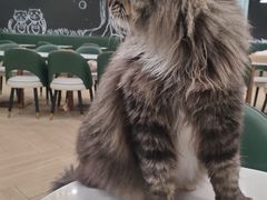 -安格丽娜·狗咖·猫咖羊驼咖(春熙路百盛商场店)
