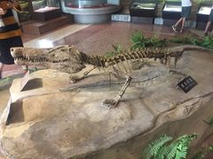 -自贡恐龙博物馆