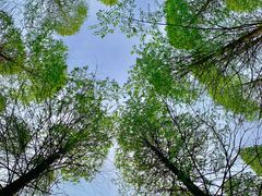 -黄海国家森林公园