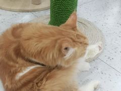 -喵园·猫主题咖啡厅·撸猫·猫咖(国贸店)