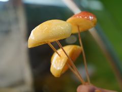 -阿群甘草水果