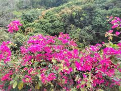 -深圳仙湖植物园