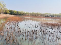 -泗洪洪泽湖湿地景区