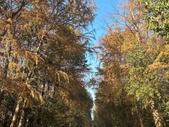 -上海海湾国家森林公园