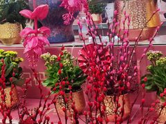 -越秀西湖花市(广州城市广场花卉店)