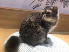 -滚猫咖啡·猫咖·猫友好撸猫(未来城店)