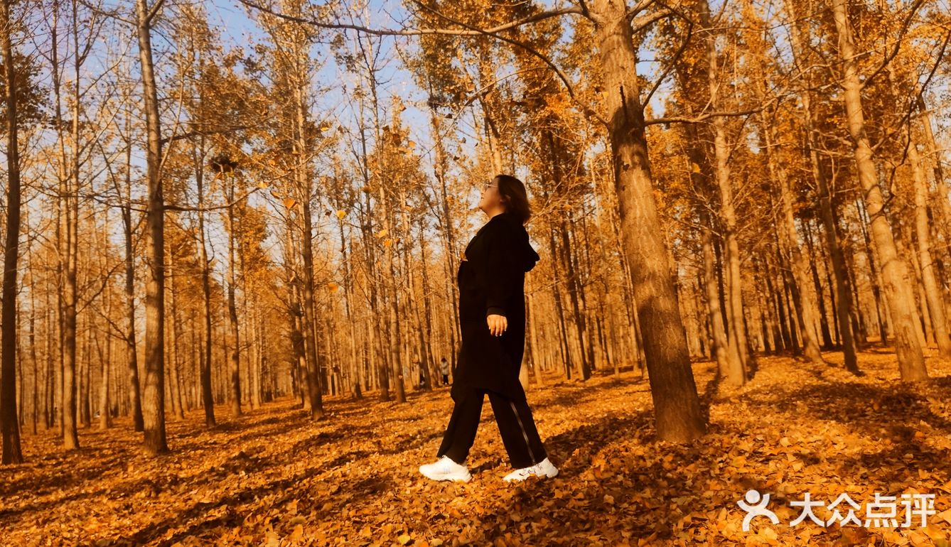 万亩生态林 🉐银杏林
