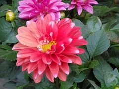 -曲阳花鸟市场(曲阳路店)