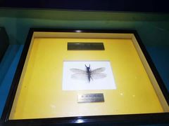 -上海昆虫博物馆