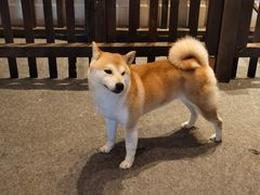-长白山万达喜来登度假酒店