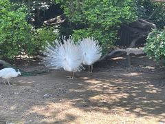 -广州长隆飞鸟乐园
