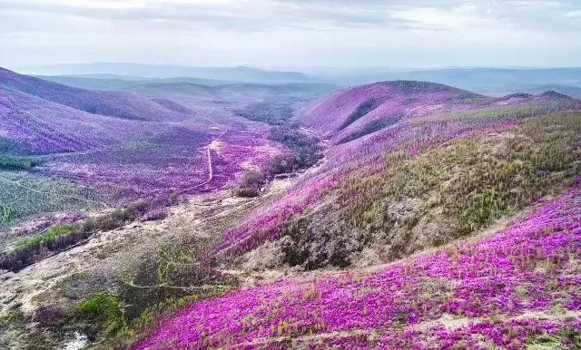 延边朝鲜族自治州州花