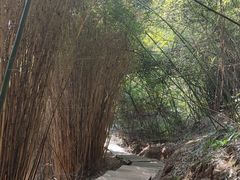 -缙云山景区
