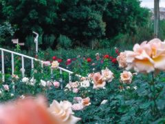 -人民公园(罗湖区)