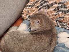 -天使宠物医院·犬猫分诊(彩虹店)