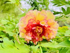 -莲花池公园