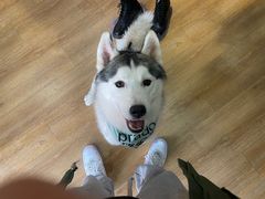 -Husky Go! 哈士奇体验馆·宠物咖啡厅狗咖