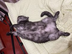 -佳雯宠物医院(四明中路分院)