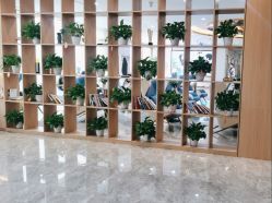 -碧莲盛·不剃发植发