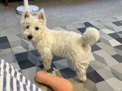 -翊宠yipet猫狗购宠庄园犬舍•猫舍