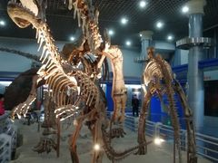 -国家自然博物馆