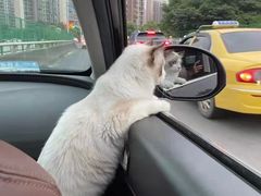 -欣宠猫屋·矮脚拿破仑·蓝金金渐层