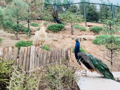 -青藏高原野生动物园